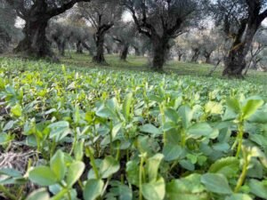 La Tecnica del Sovescio sugli Oliveti