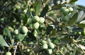 olive1